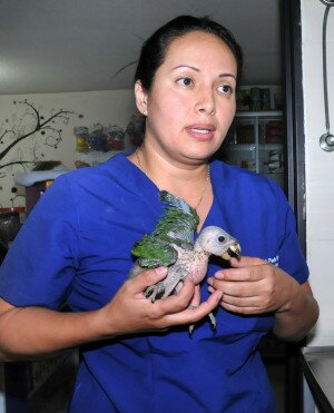 Luz Helena peña, médica veterinaria-contratista de la CRC / Foto Dairo Ortega. 