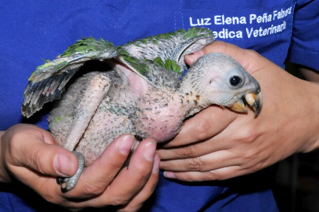 Dos polluelos que fueron abandonados en la Terminal de Transporte de Popayán, llevan 15 días hospitalizados / Foto Dairo Ortega.